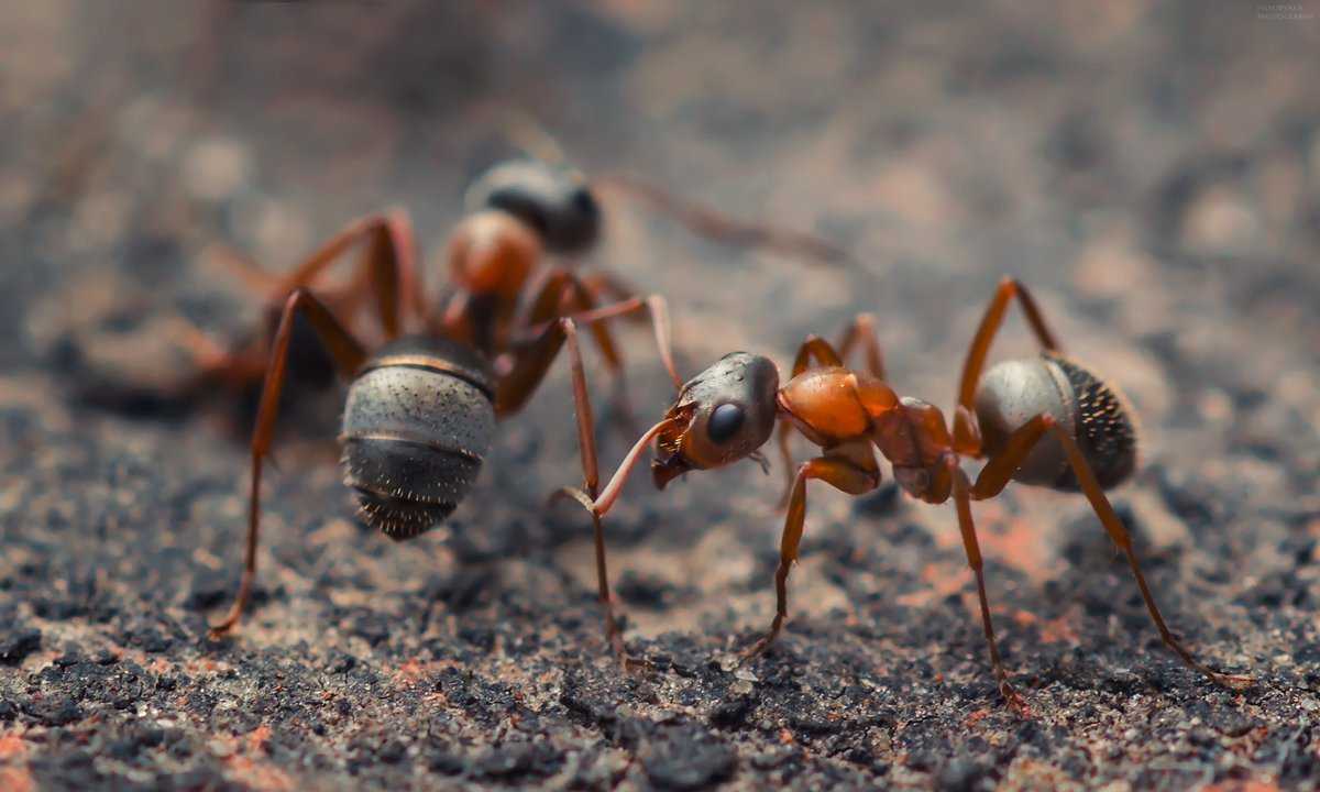 Как взаимодействуют между собой муравьи и тля. опасные взаимоотношения для посадок — симбиоз муравьев и тли. как уберечь растения?