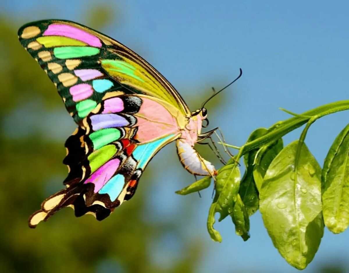 Необычные бабочки