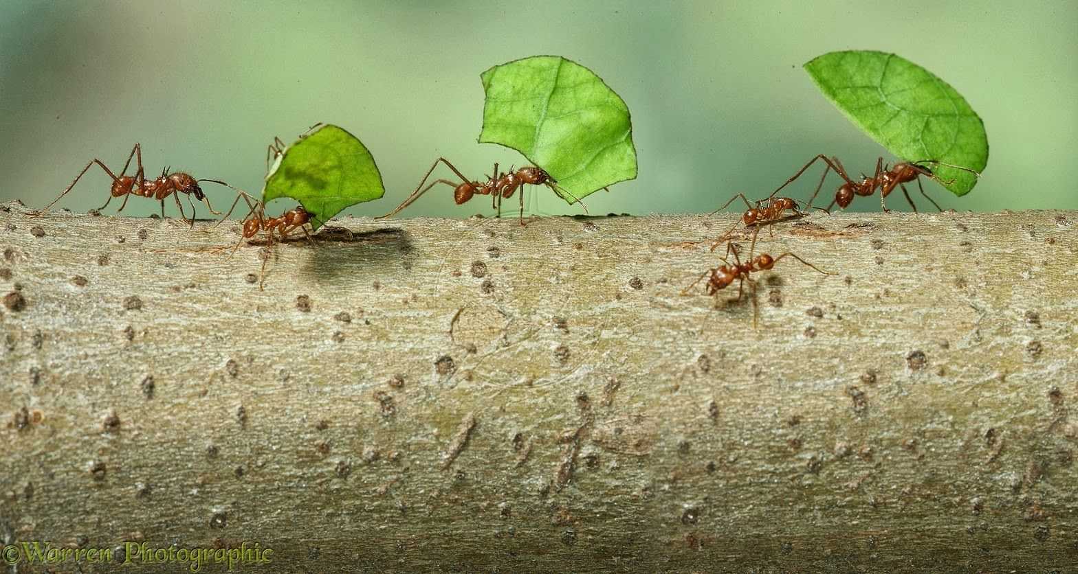 Иерархия муравьев