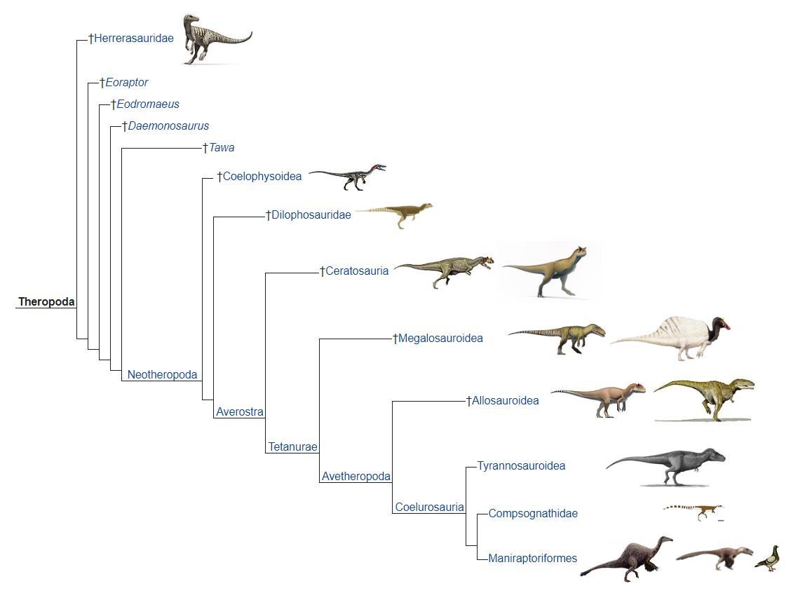 У какого динозавра 500. Классификация теропод. Кладограмма тероподов. Целурозавры кладограмма. Эволюционное Древо теропод.