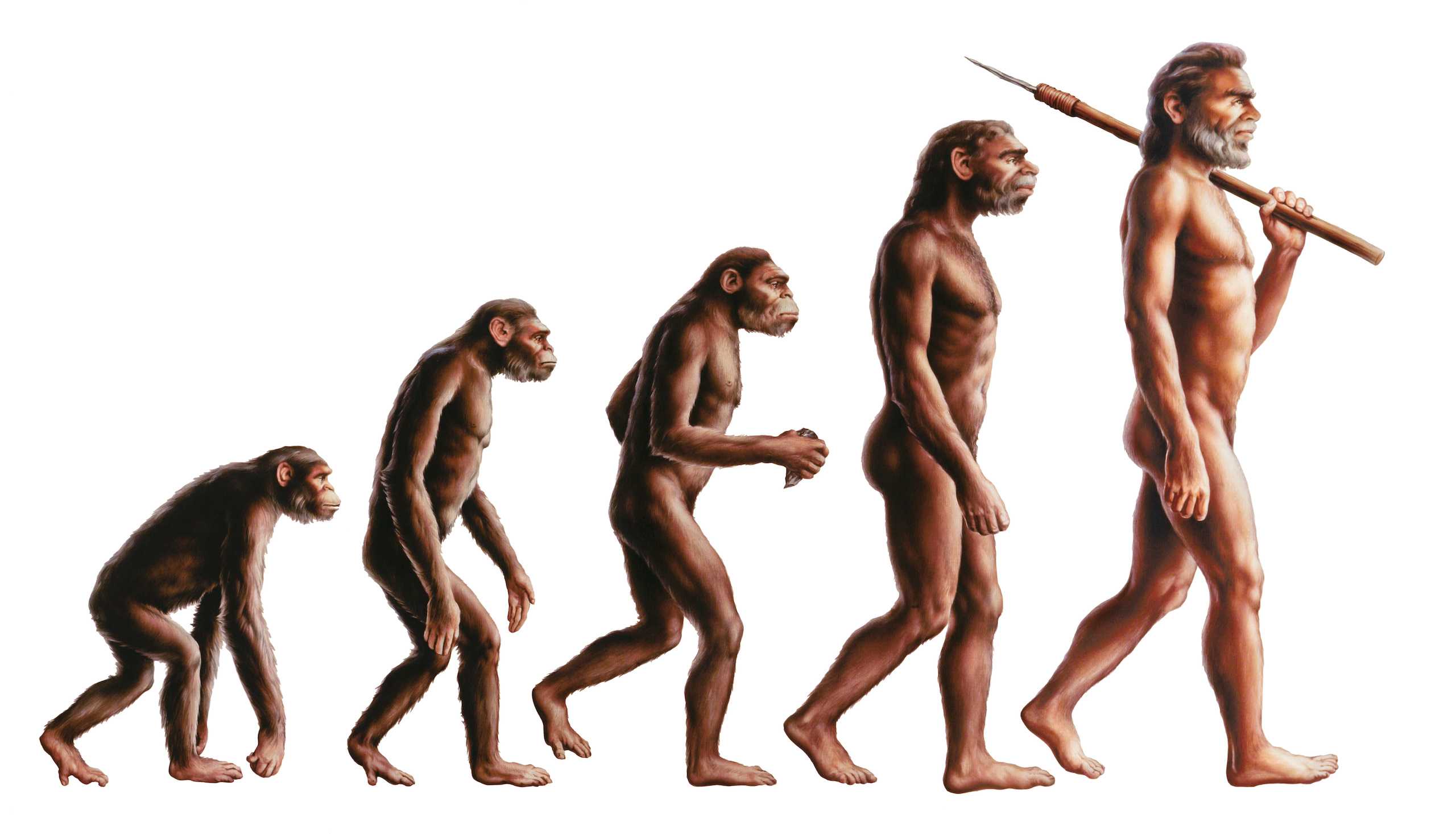 Эволюционирует ли человек. Эволюция Дарвин хомо. Хомо сапиенс Эволюция. Эволюция человека до хомо сапиенс. Эволюцию обезьяны в хомо сапиенс.