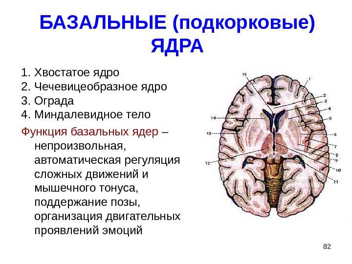 Схема расположения базальных ядер