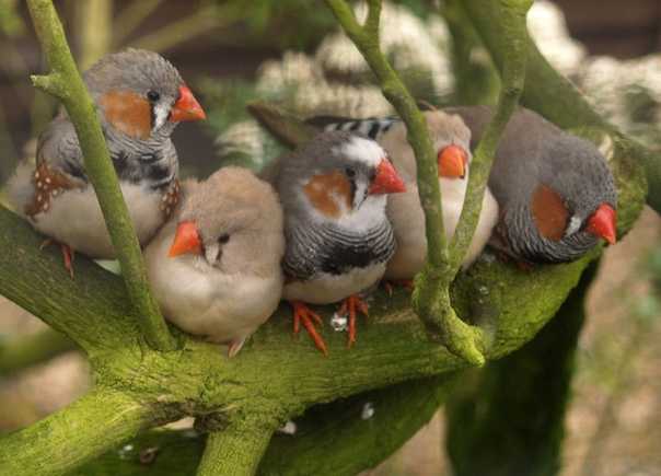 Амадины птицы. описание, особенности, виды, образ жизни и среда обитания амадин