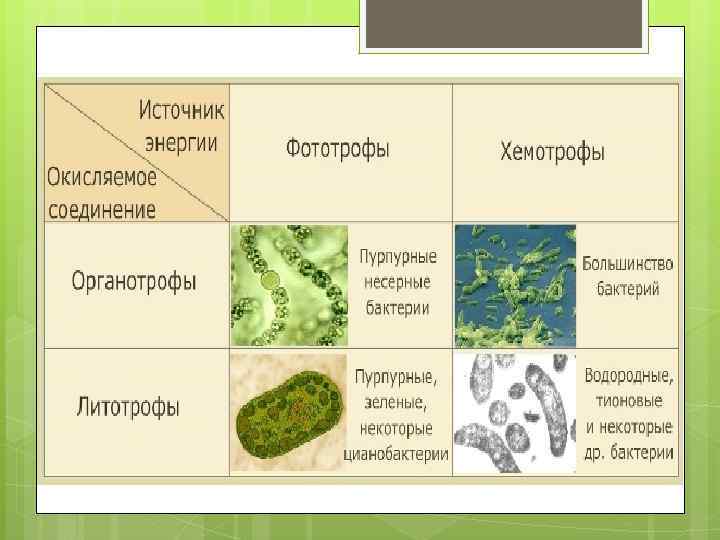 Фотосинтез бактерий: как это происходит у зеленых, пурпурных и цианобактерий, а также у растений и грибов