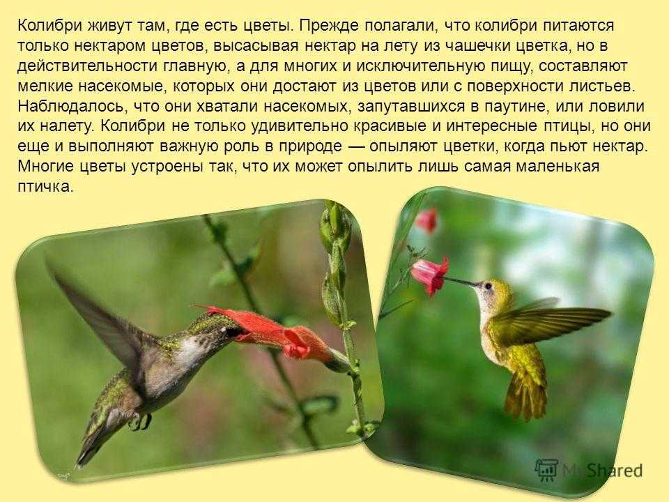 Где обитает столь удивительная птица колибри, какова ее масса и образ жизни этих птиц (видео)
