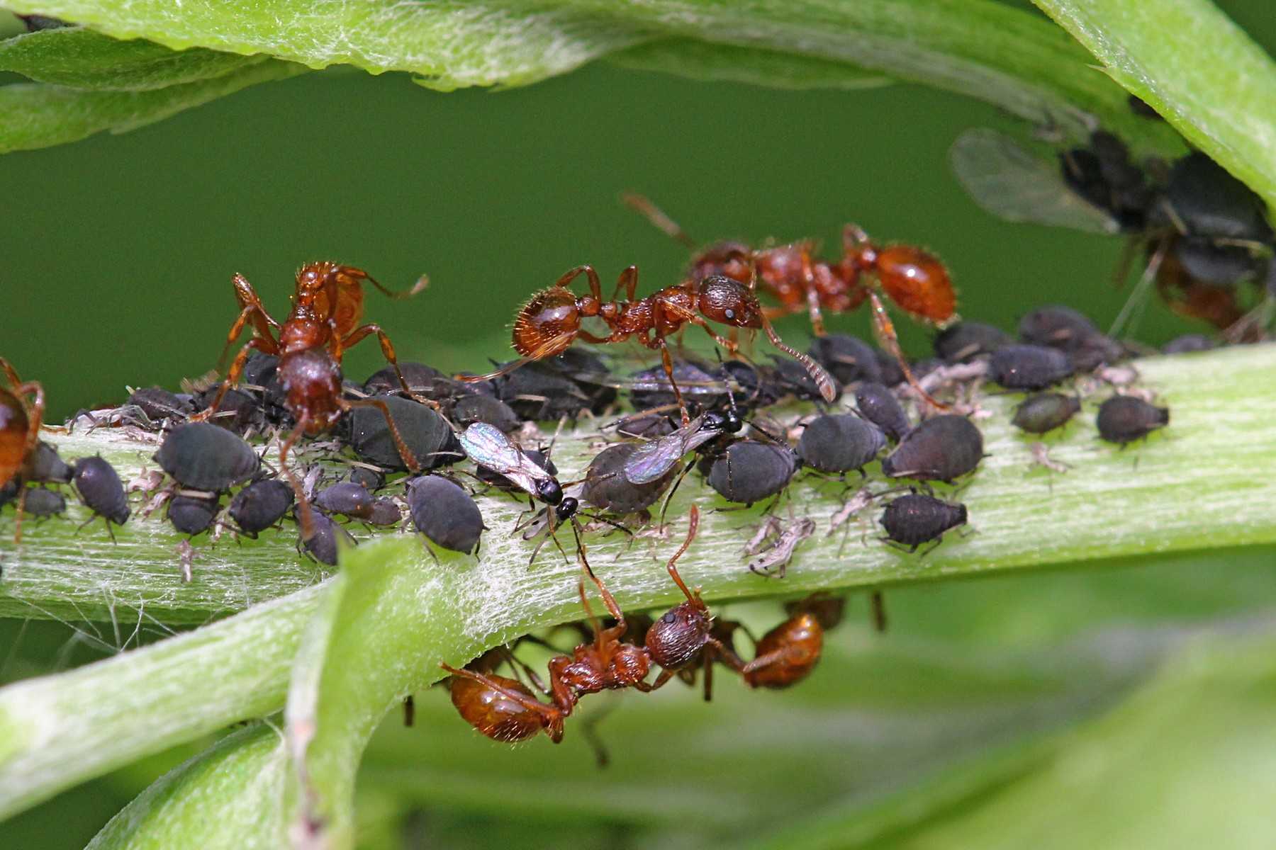 Как избавиться от муравьев на грядках