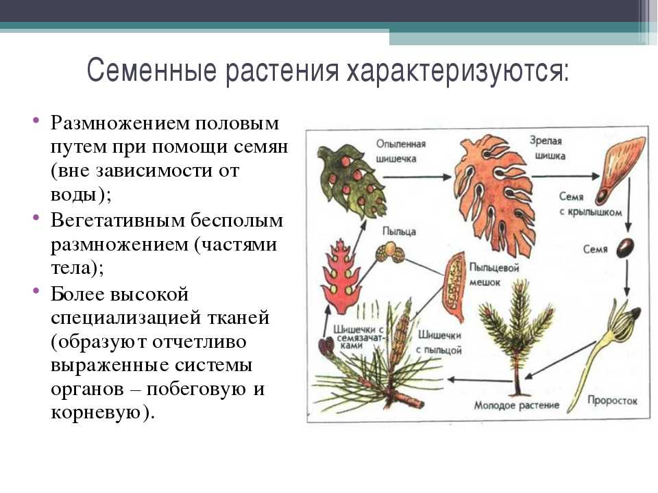 Семенные растения примеры 6 класс. Голосеменные высшие семенные растения. Половое размножение семенных растений. Низшие высшие споровые семенные растения. Семенное размножение растений таблица.