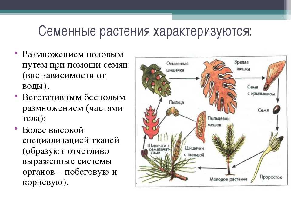 Высшие семенные растения. Голосеменные высшие семенные растения. Характеристика семенных растений. Споровые растения семенные растения. Половое размножение семенных растений.