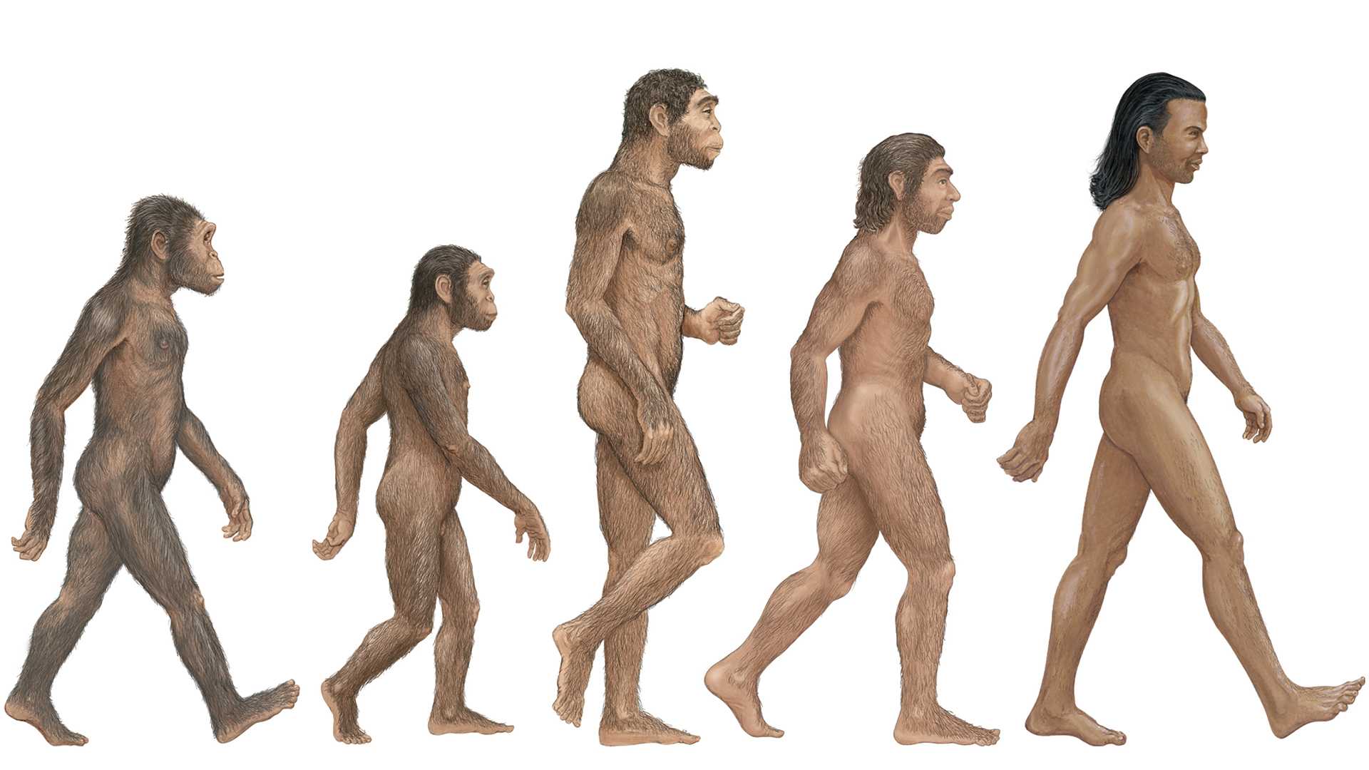 Homo erectus происхождение, характеристика, кормление, черепная емкость