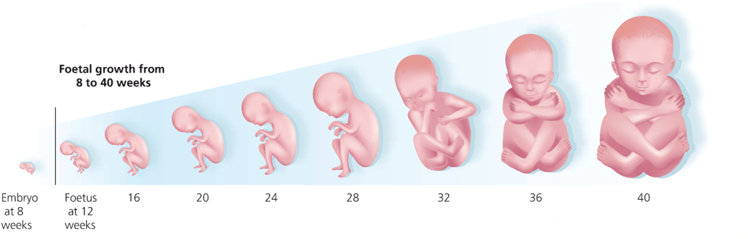 После переноса эмбрионов: когда он должен прижиться и как ему помочь