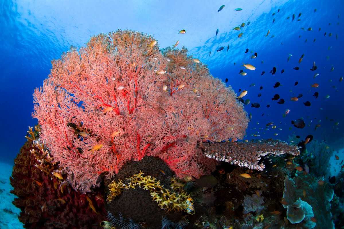 Коралловым рифам — одной из самых удивительных экосистем Земли — грозит исчезновение Первый признак их неблагополучия — обесцвечивание, вызванное тем, что полип отторгает своих симбионтов — одноклеточные водоросли рода Symbiodinium В качестве причины обыч