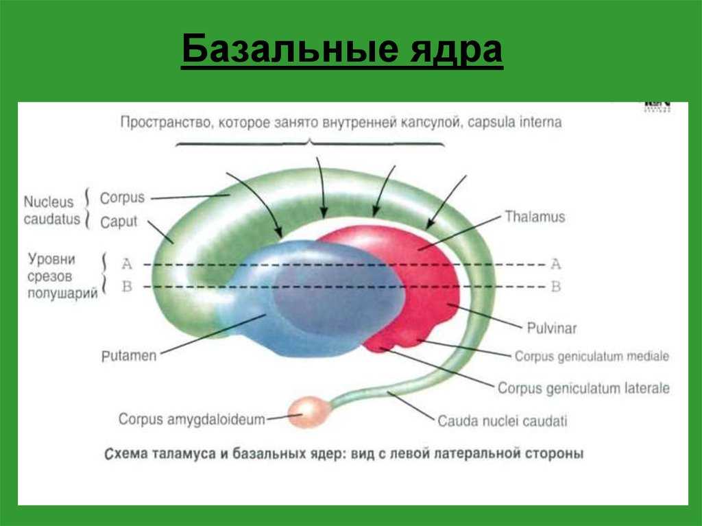 Схема расположения базальных ядер