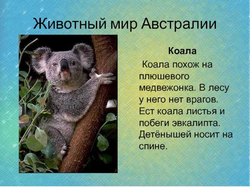 Коала кратко. Коала обитает. Местообитание коалы. Где обитает коала. Коалы живут в Австралии.