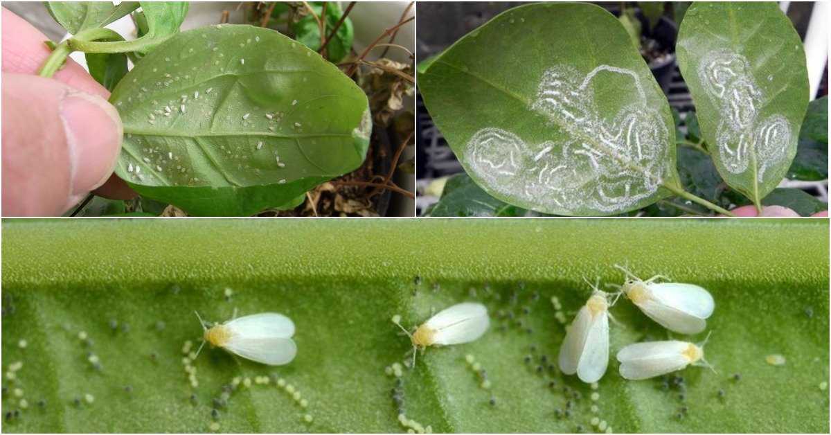 Жизненный цикл бабочек (метаморфоз) : развитие бабочки
