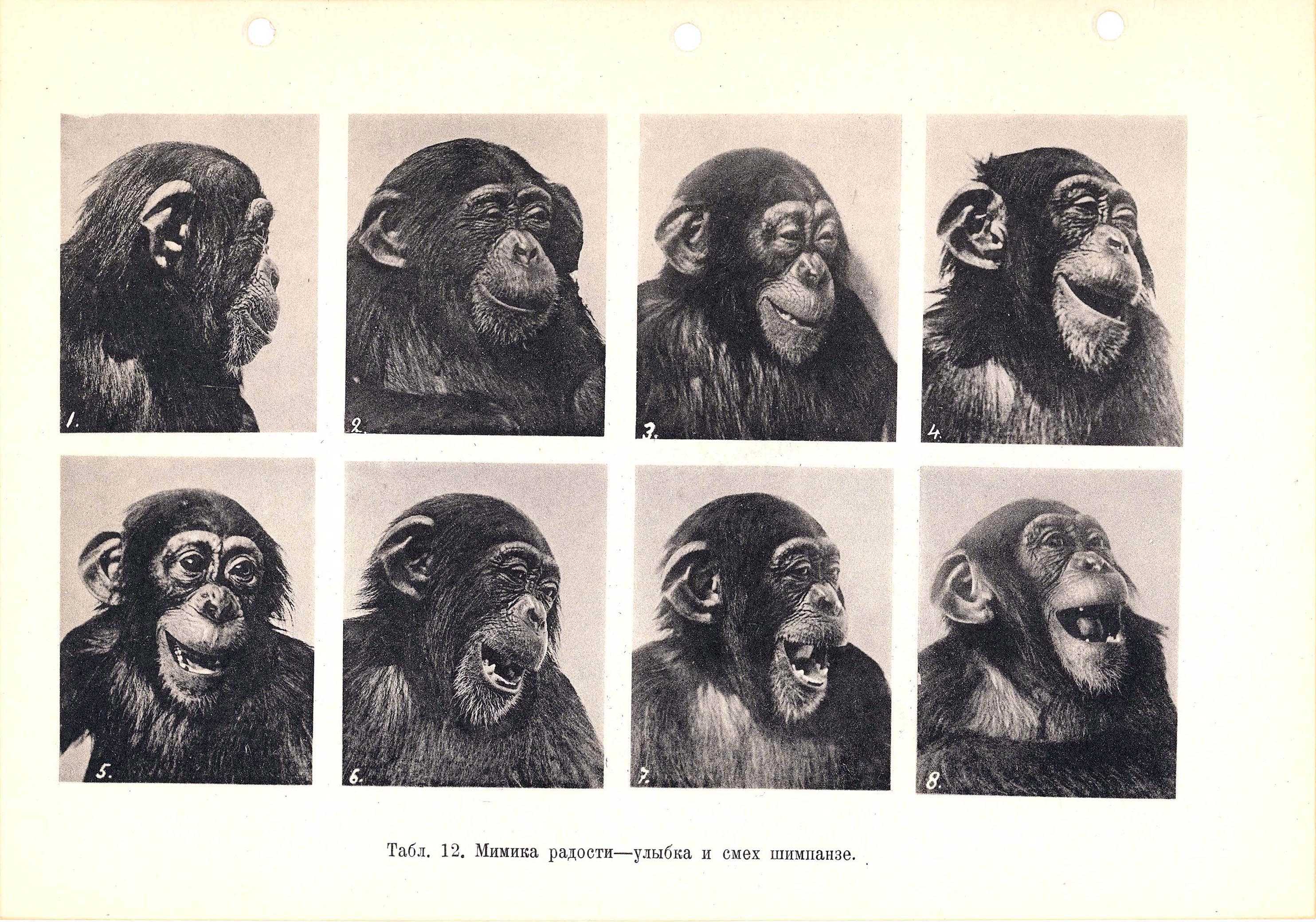 Обезьяны 1 класс. Эмоции приматов. Мимика приматов и человека. Эмоции обезьян. Эмоции обезьяны и человека.