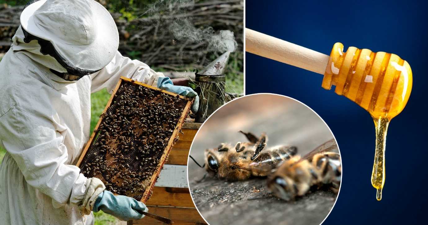 Влияние пестицидов на вредителей растений. Ядохимикаты в сельском хозяйстве. Пчелы в сельском хозяйстве. Пестициды и пчелы. Отравление пчел.