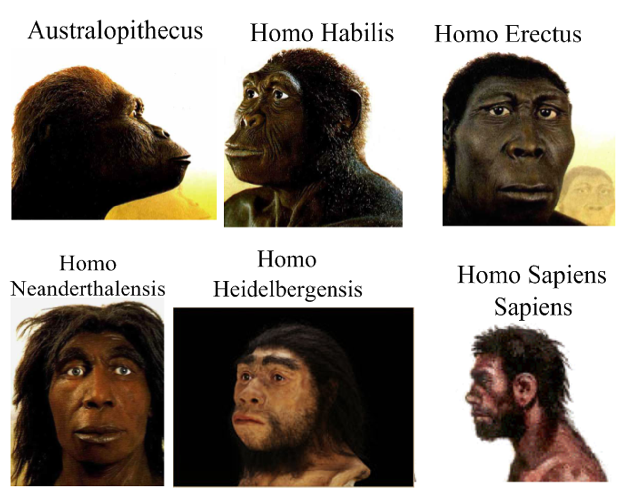 § 52. этапы и направления эволюции человека: древнейшие люди