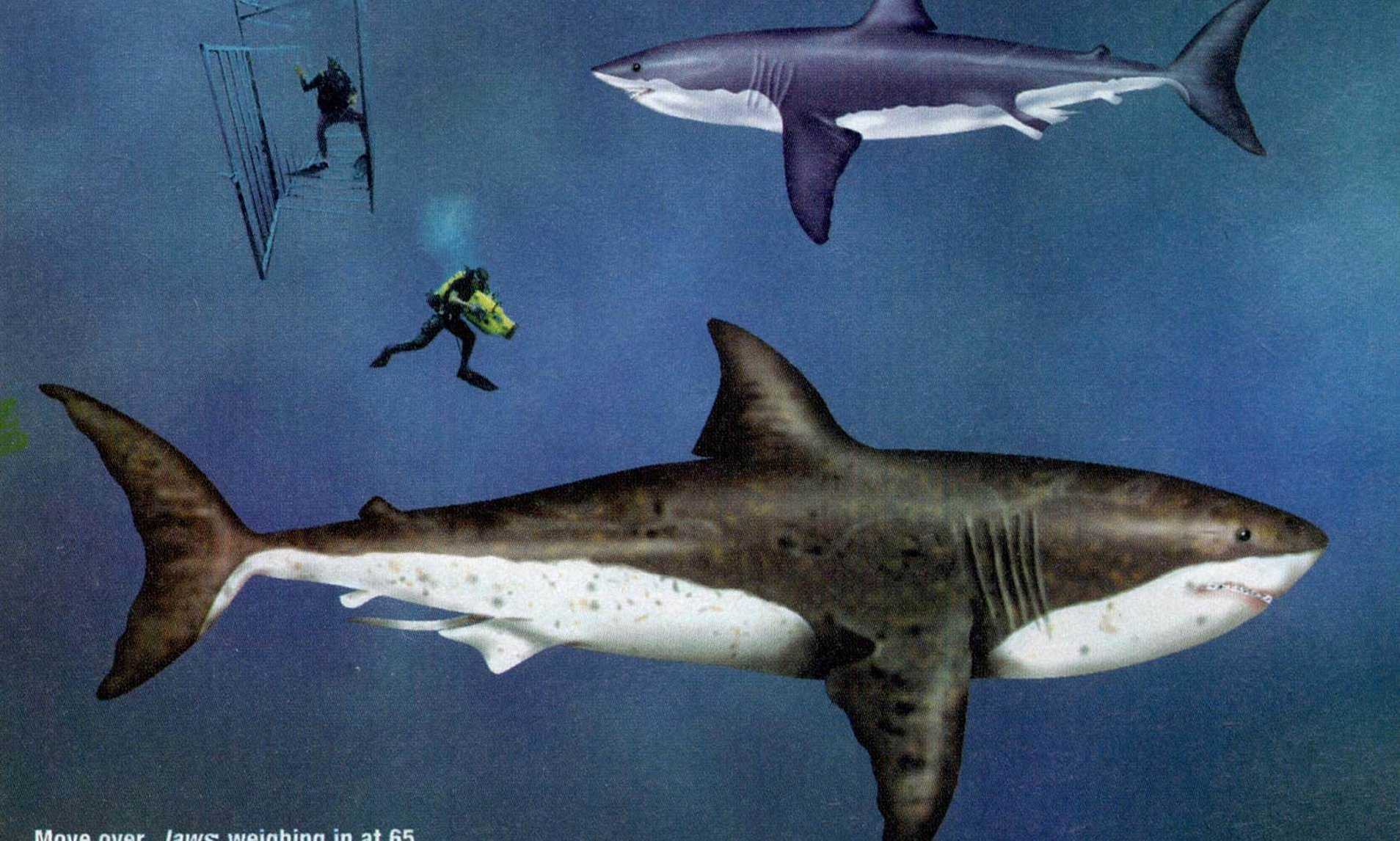 Мегалодон был не единственной гигантской акулой в доисторических морях | общество