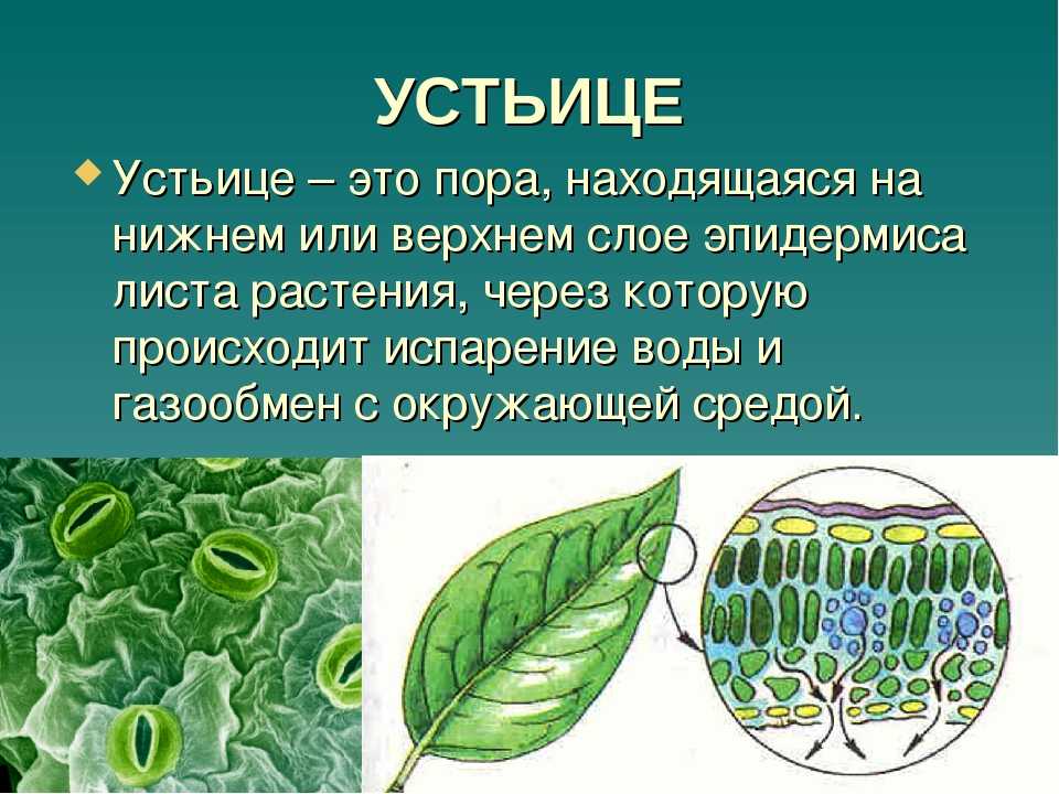 Физиология растений. t. 67,  номер
 1, 2020