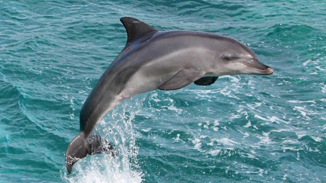 Интересная информация о дельфинах, как спят дельфины и дышать ли?