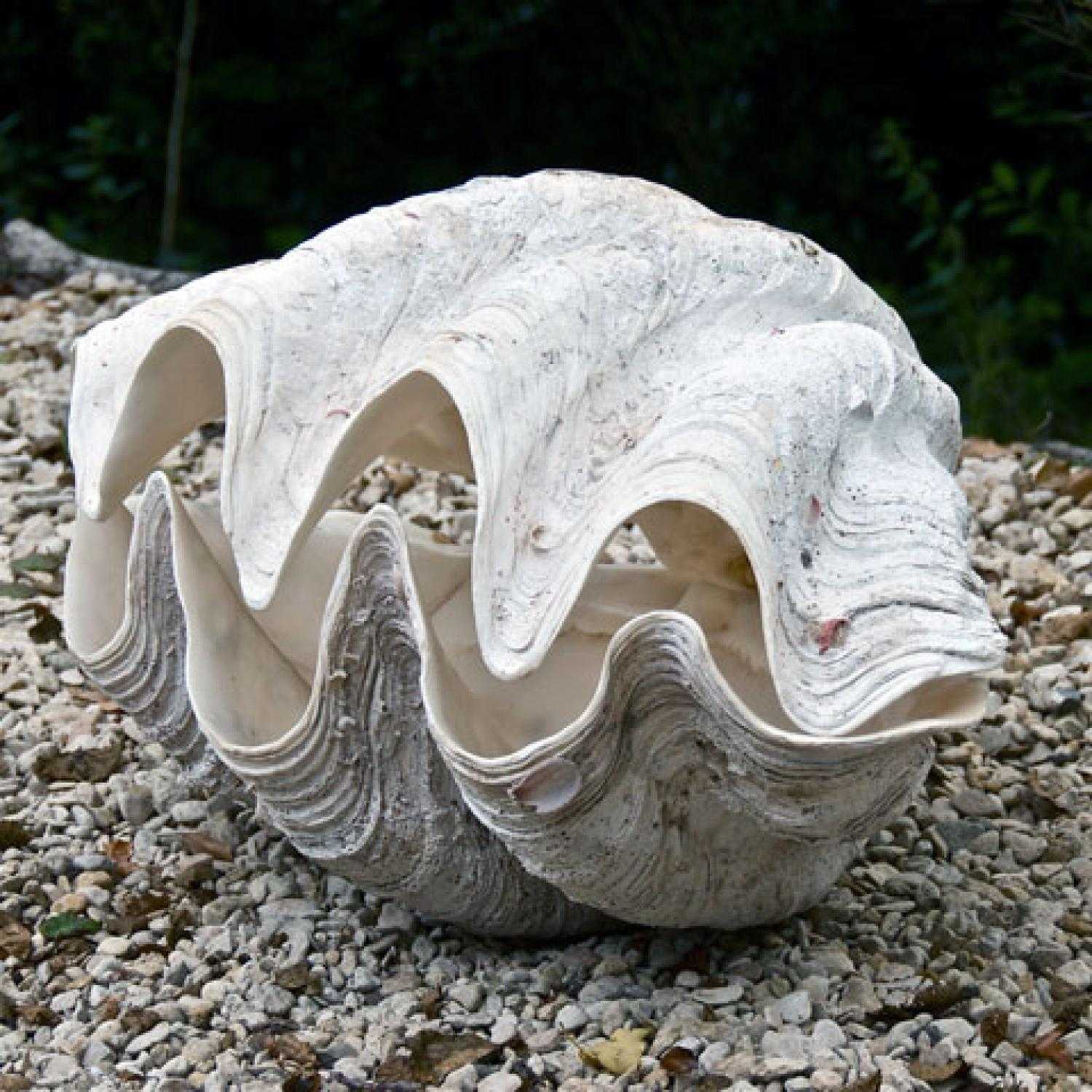 Тридакна. самый большой двустворчатый моллюск убийца