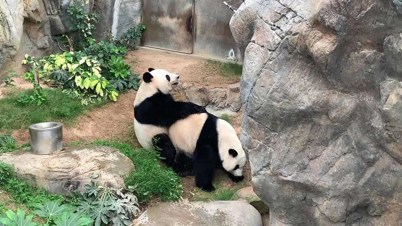 панда трахает человека фото 119