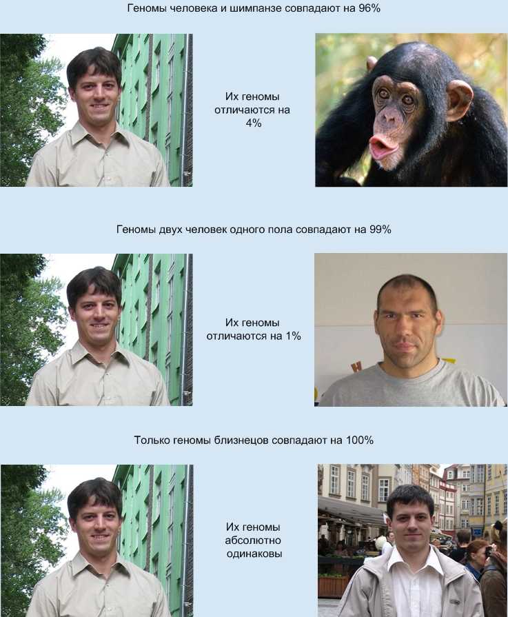 Почему совпадают люди. Сравнение генома человека и животных. Сходство ДНК человека и животных. Генетическое сходство человека. Схожесть генов человека и животных.
