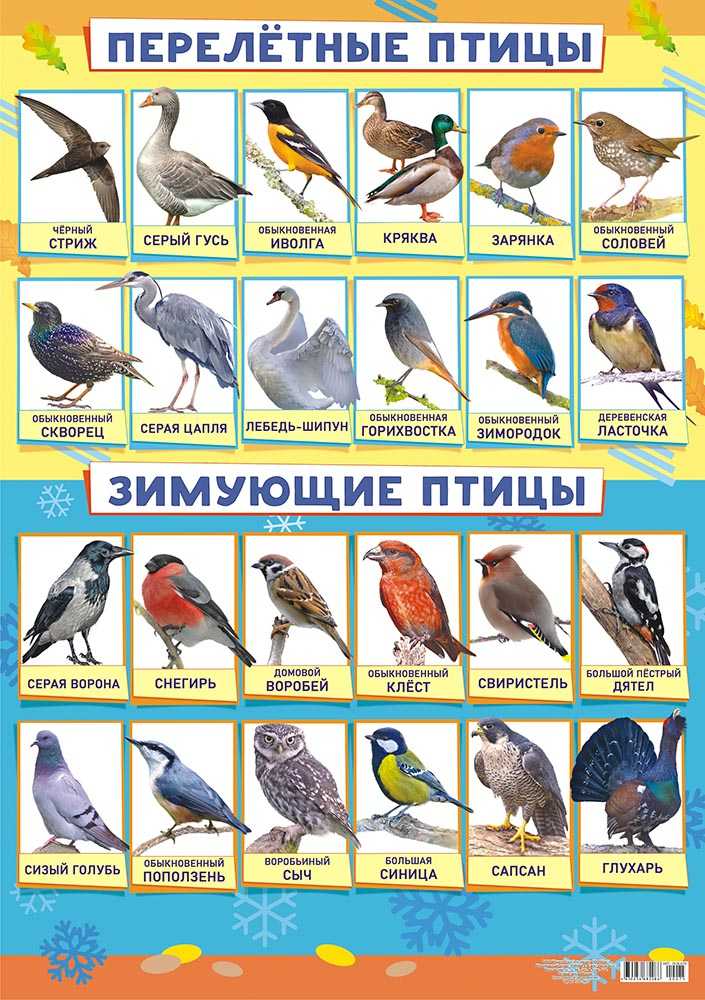 Обдерживание диких певчих птиц, взятых из природы. - дежурный вопросник - форумы mybirds.ru - все о птицах