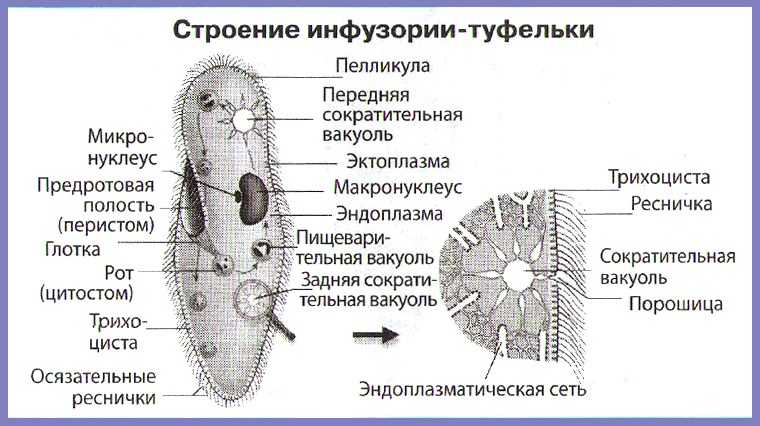 На рисунке сократительная вакуоль у инфузории туфельки обозначена цифрой