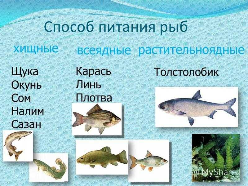 О жабах в жизни садоводов — с любовью. как и зачем привлекать в сад? фото — ботаничка