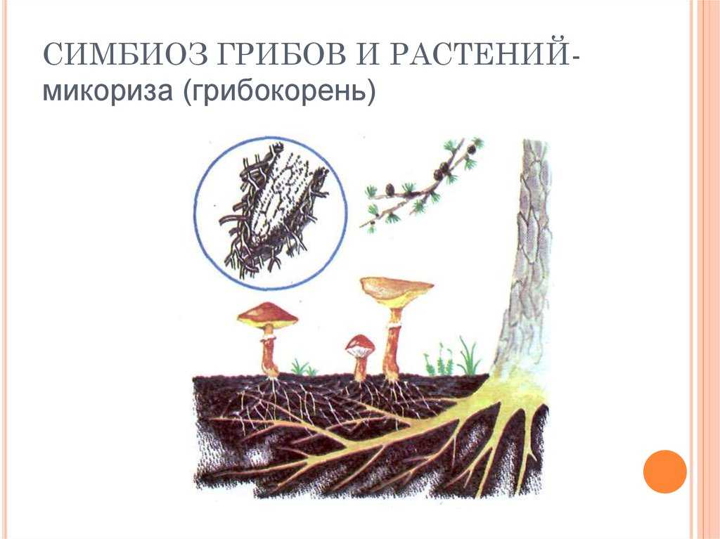 Онлайн урок: царство грибы. лишайники по предмету биология егэ