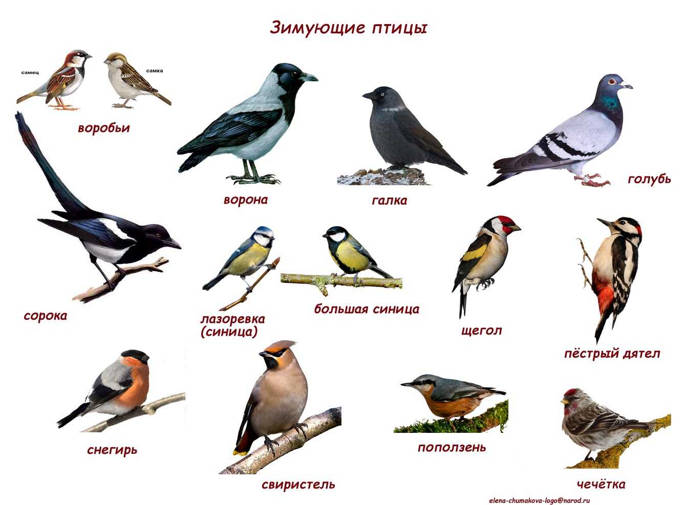 Птицы ленинградской области: фото, названия и описания (каталог)