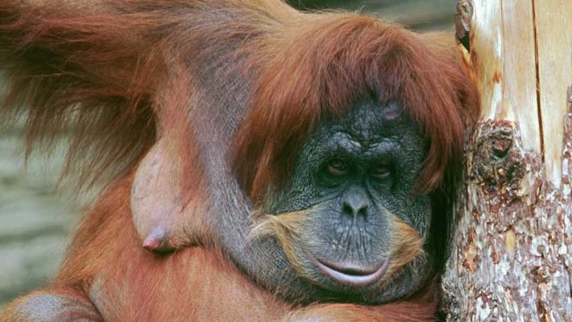 5 мест, чтобы увидеть орангутангов в борнео - свободное путешествие - 2022