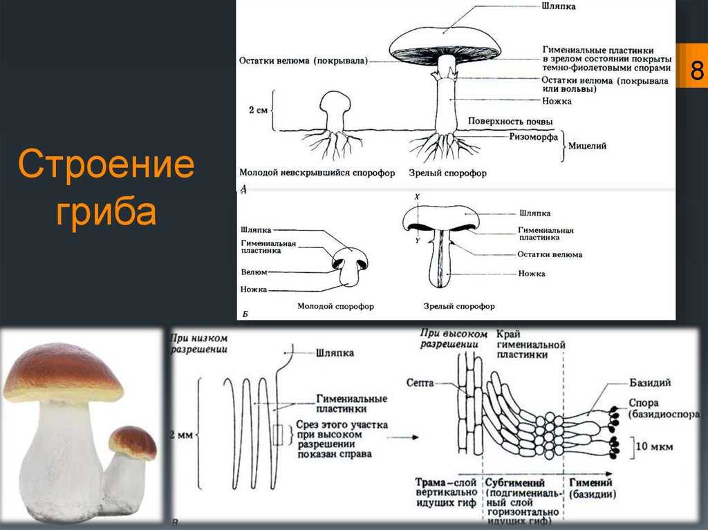 Из чего состоит белый гриб. Строение гриба с грибницей. Строение шляпочного гриба ЕГЭ. Строение грибов 7 класс биология. Строение грибов 5 класс биология хитин.