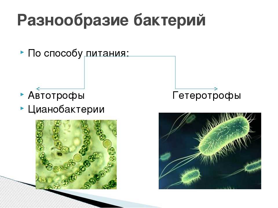 Кто такие цианобактерии и зачем люди возьмут их с собой на марс? - hi-news.ru