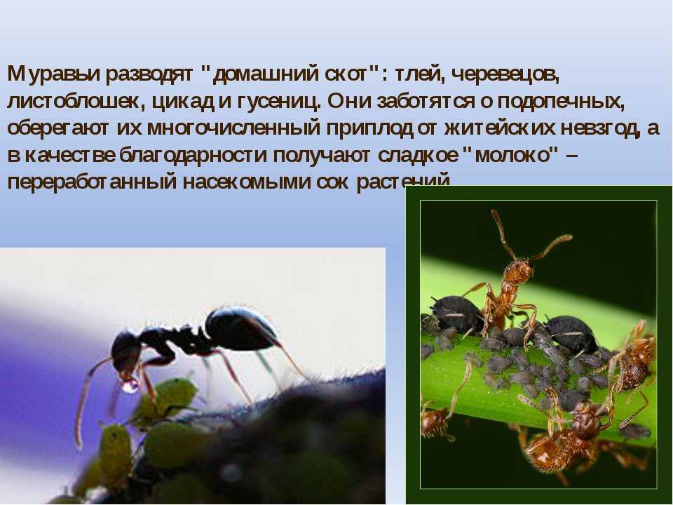 Муравьи и тля: зачем им союз, как первые доят и пасут вторых, едят ли их, почему этот тип взаимоотношений называется симбиозом, как защитить растения от насекомых?