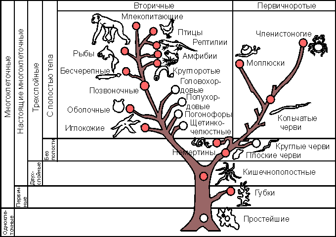 Филогенетическое дерево - phylogenetic tree
