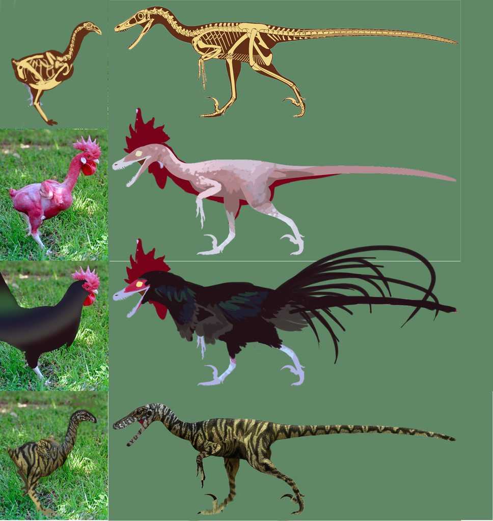 Ближайший родственник динозавра. Джек Хорнер Курозавр. Курица потомок динозавров. Предки кур динозавры. Птицы родственники динозавров.