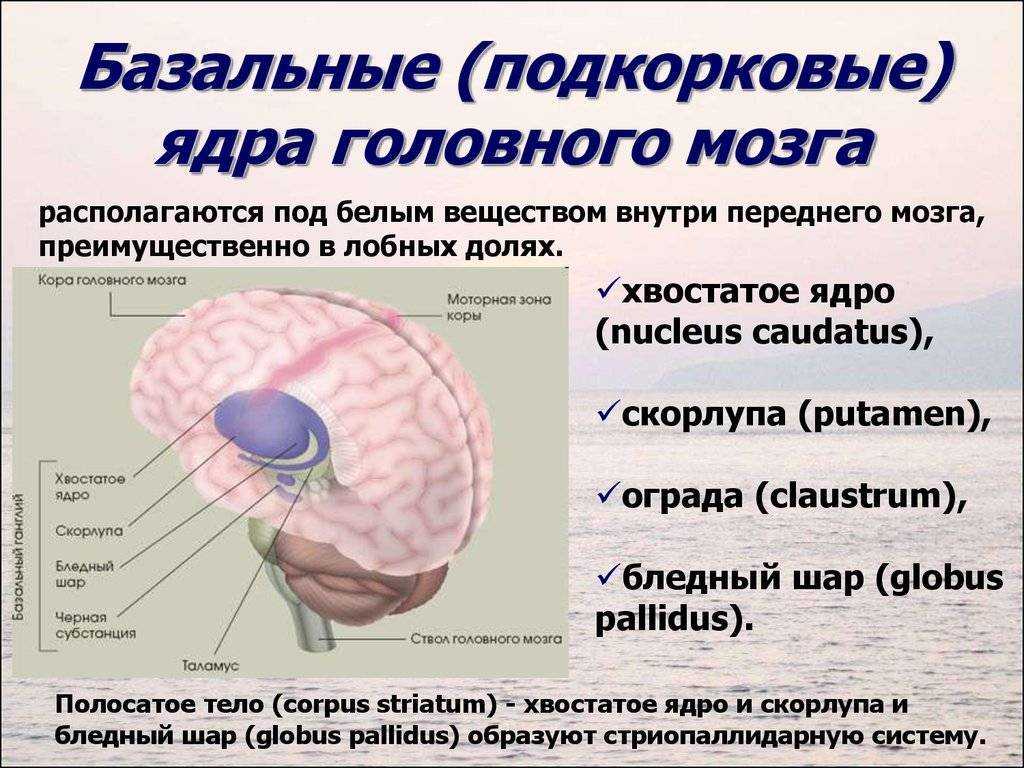 Каким веществом образован передний мозг. Подкорковые ядра головного мозга анатомия. Функции базальных ядер головного мозга. Подкорковые образования базальные ядра. Подкорковые ядра мозга функции.