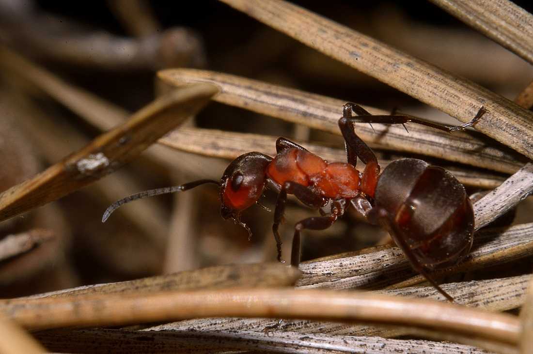 Рыжие (красные) лесные муравьи в доме и на участке — domovod.guru