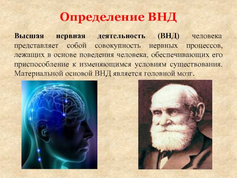Безусловные рефлексы, их биологическое значение и классификация :: syl.ru