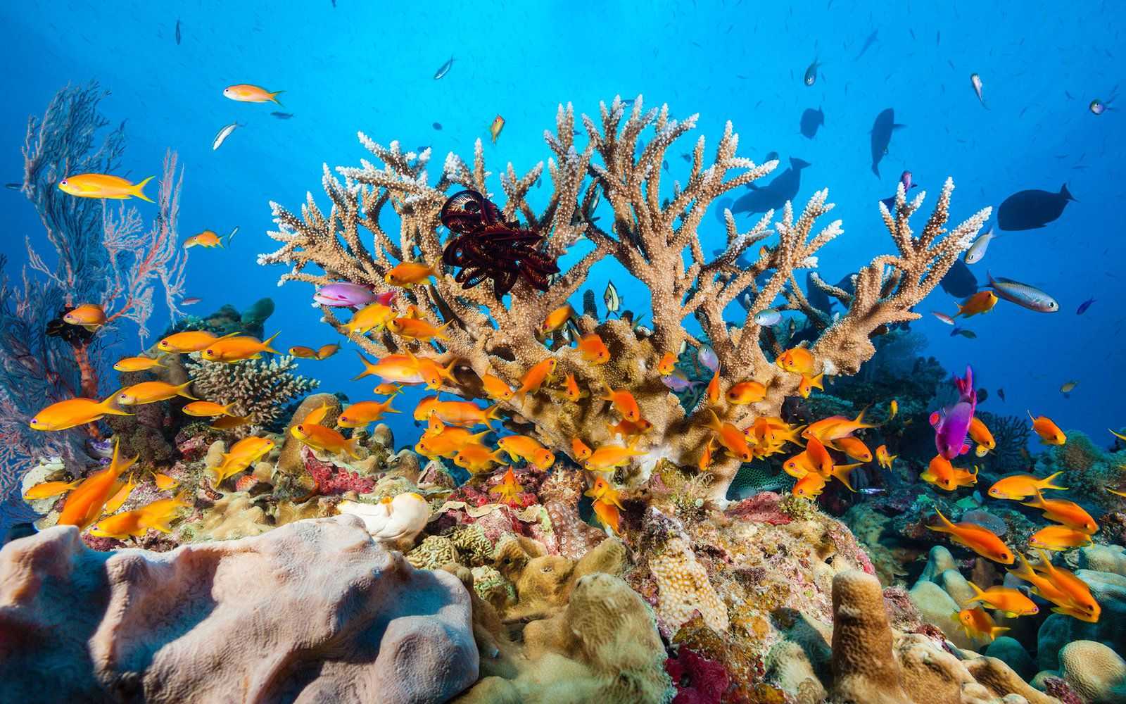 Натуральные неокрашенные коралловые бусы. как определить?