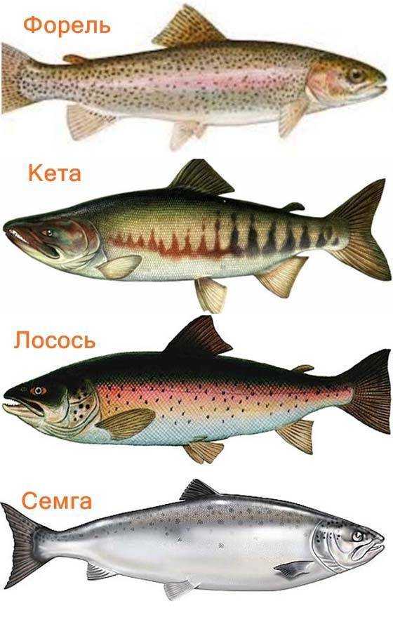 Отличие дикого лосося от искусственно выращенного