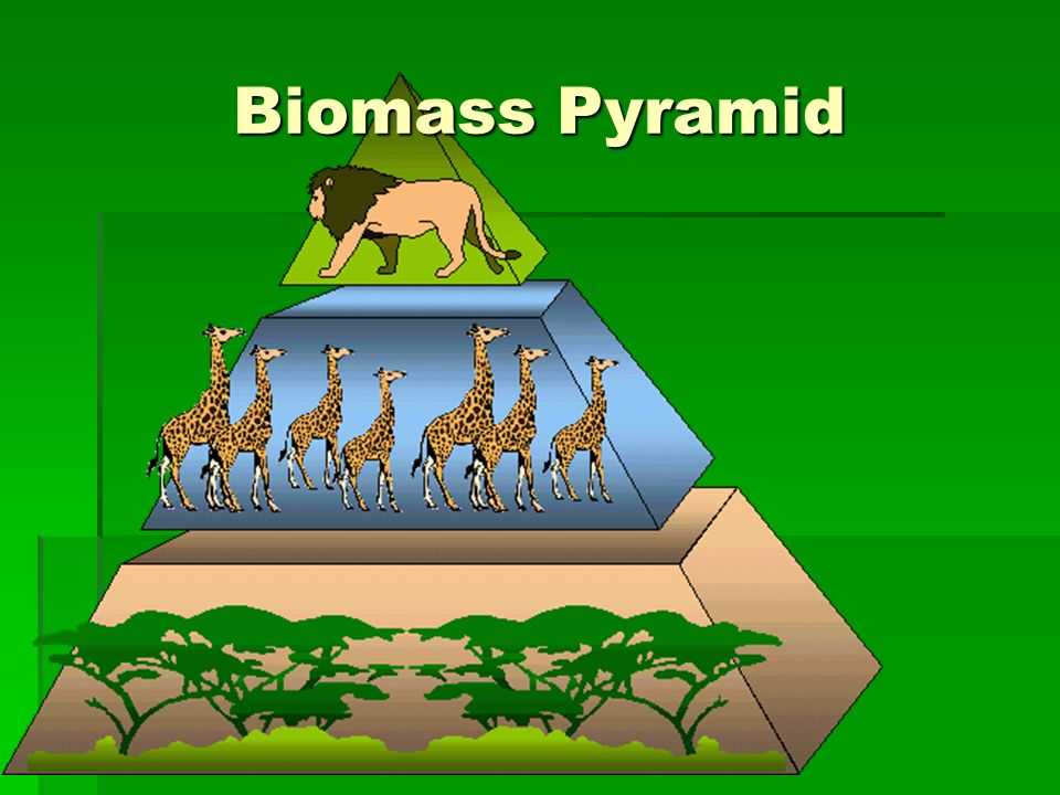 Биомасса - это что такое? определение понятия. биомасса земли величина биомассы всей планеты оценивается для животных