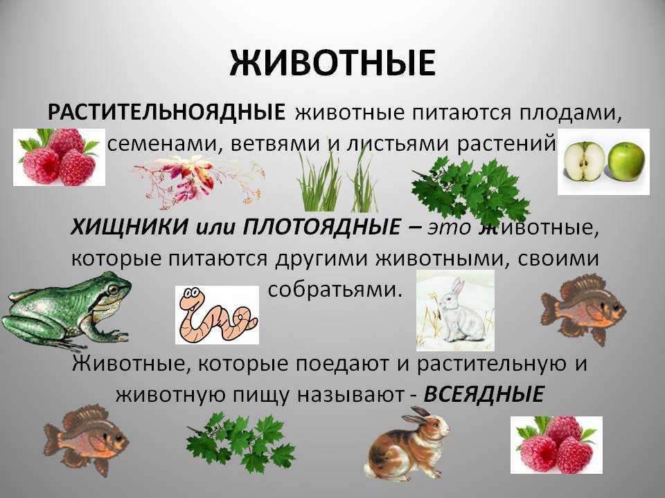 Древесная лягушка. описание, особенности, виды, образ жизни и среда обитания древесных лягушек | живность.ру