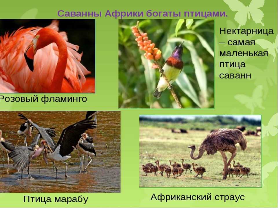 Маленькие птички. фото и названия. какая самая маленькая птица на земле, в россии и мире. где живут