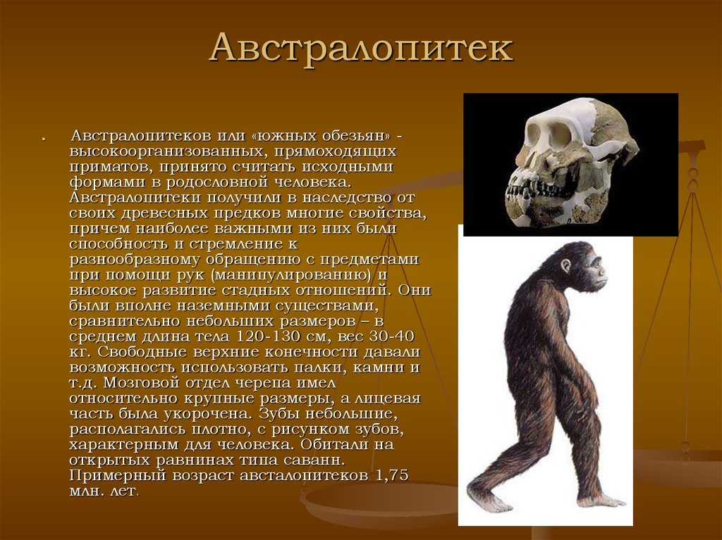 Первобытные люди, теории происхождения человека - origins.org.ua