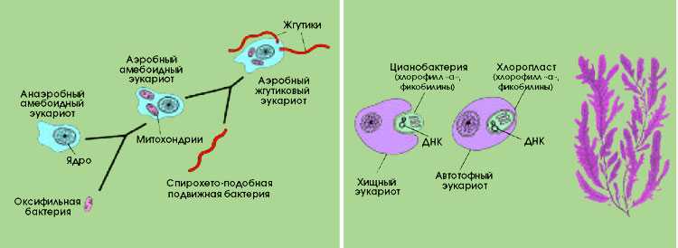 Симбиогенез - symbiogenesis - abcdef.wiki