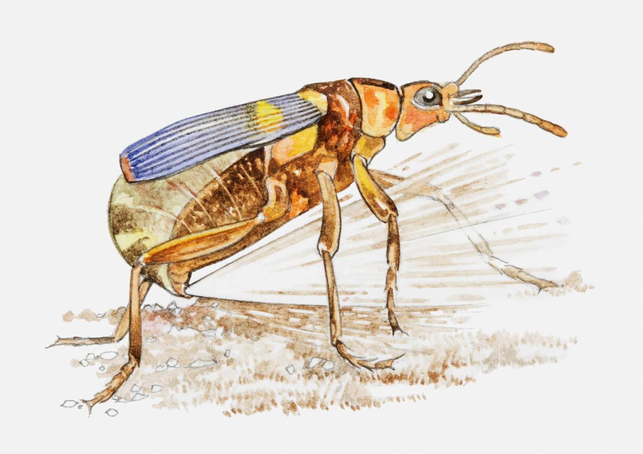 Жук бомбардир: описание насекомого и особенности жизненного цикла