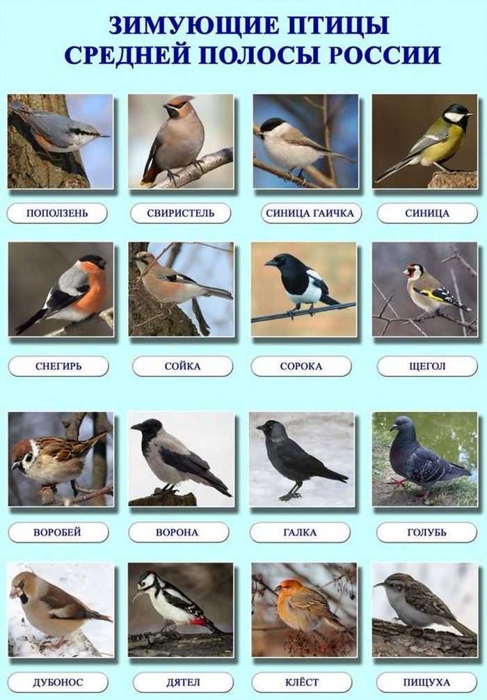 Крики ночных птиц в мр3 — с фото, названиями, ареалом обитания